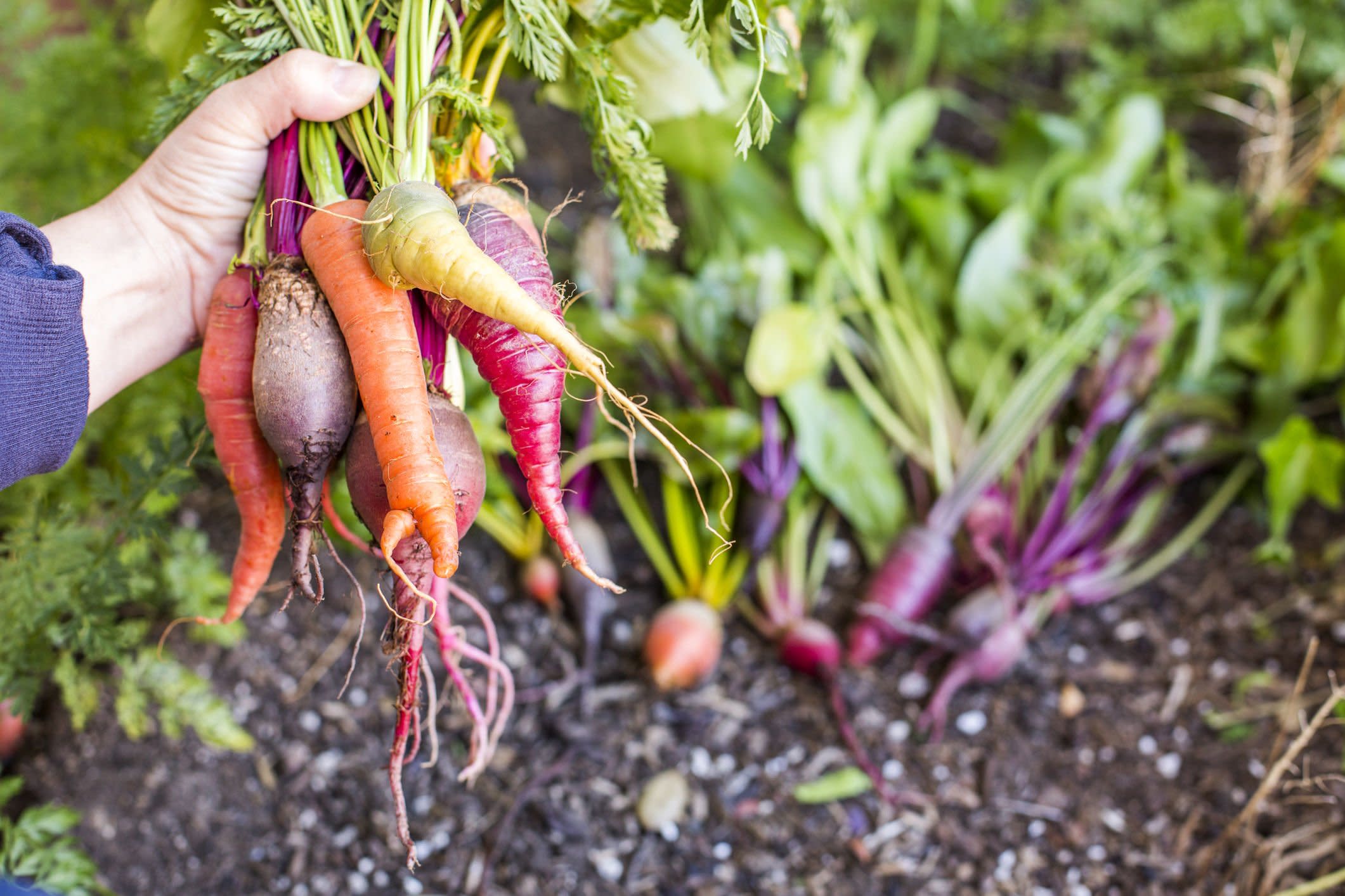 everything-you-need-to-know-about-root-vegetables