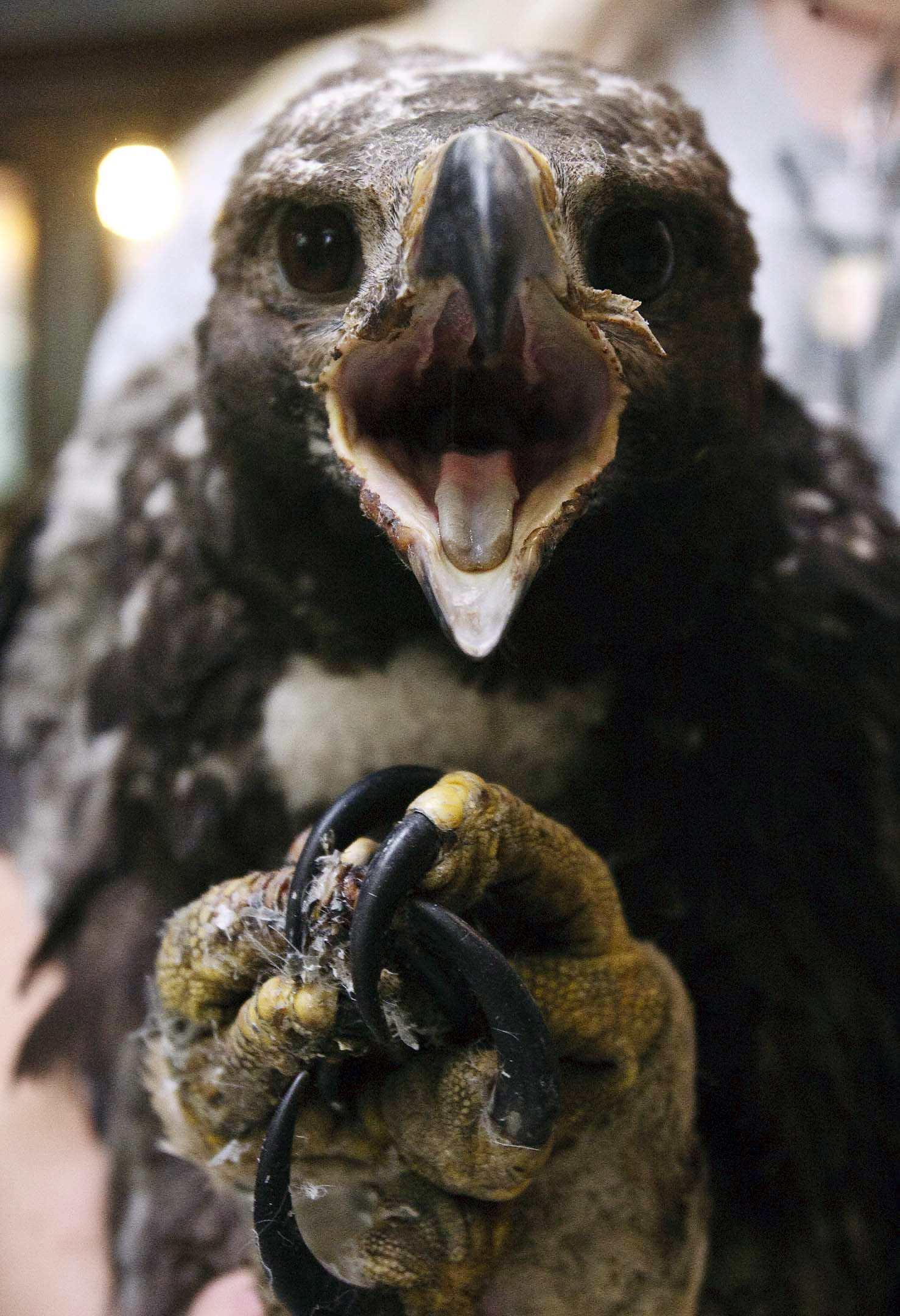 Lucky Baby Golden Eagle Survives Utah Wildfire