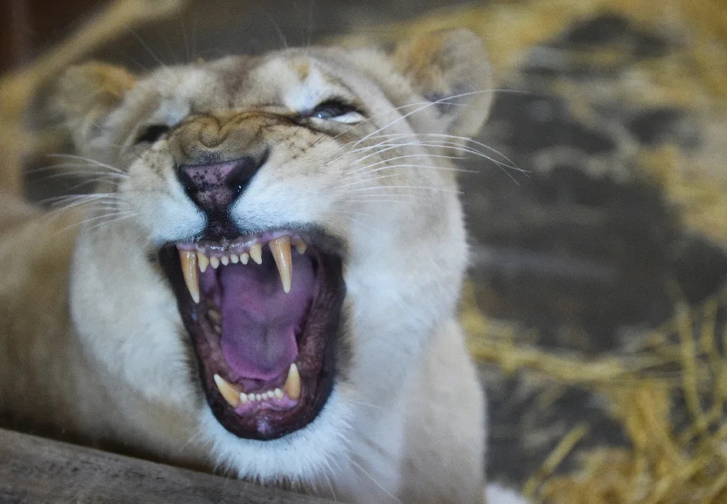 Lions are among 11 of the world's top predators that face extinction due to a sharp decline in their prey (AFP Photo/Jean-Christophe Verhaegen)