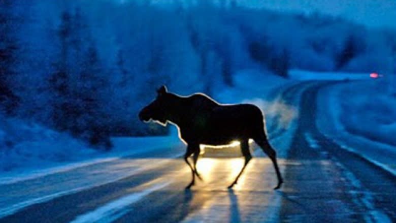 Moose Sex Corridor Between N S And N B Expands By 198 Hectares