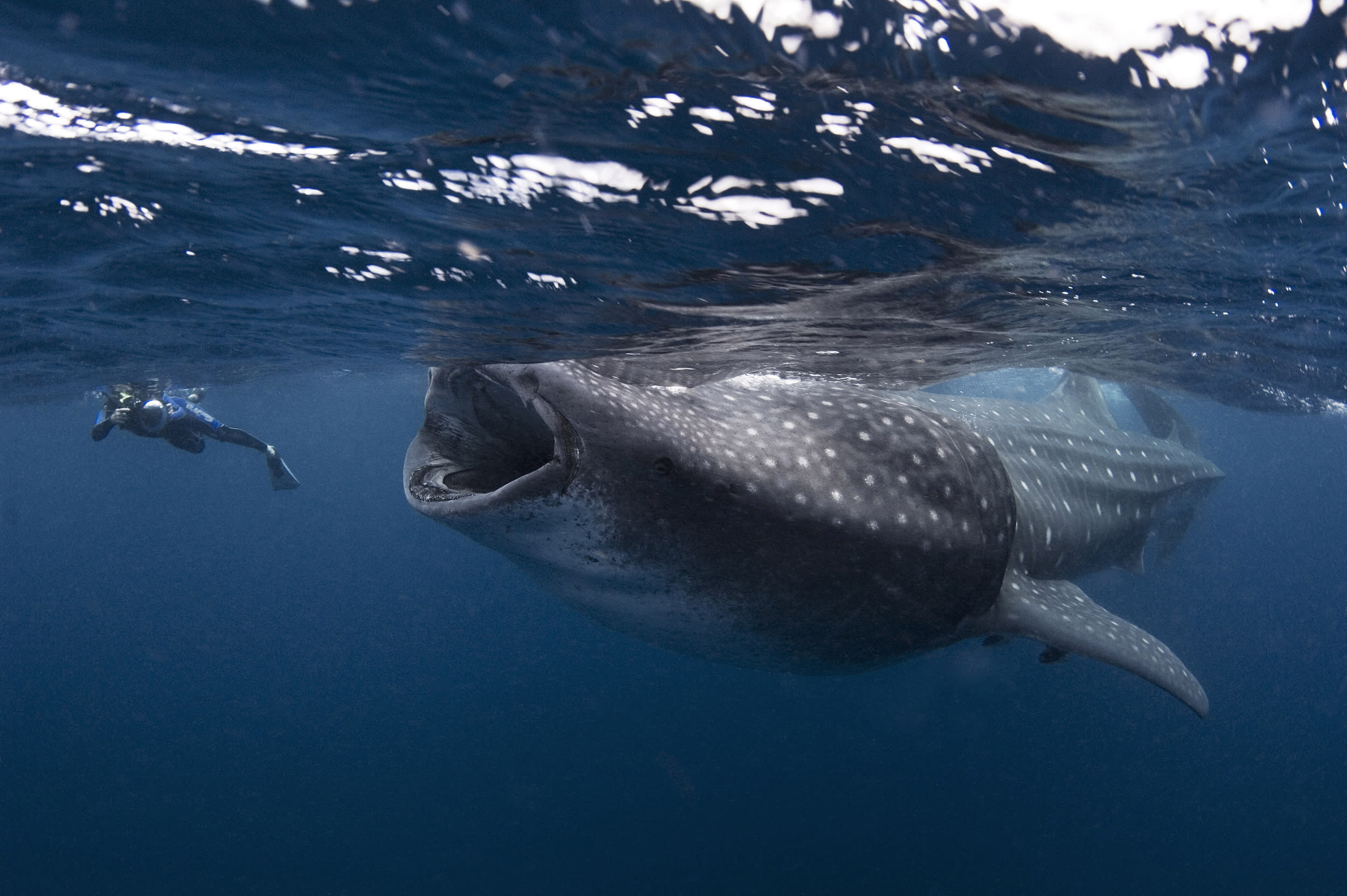 Whale Shark Swim