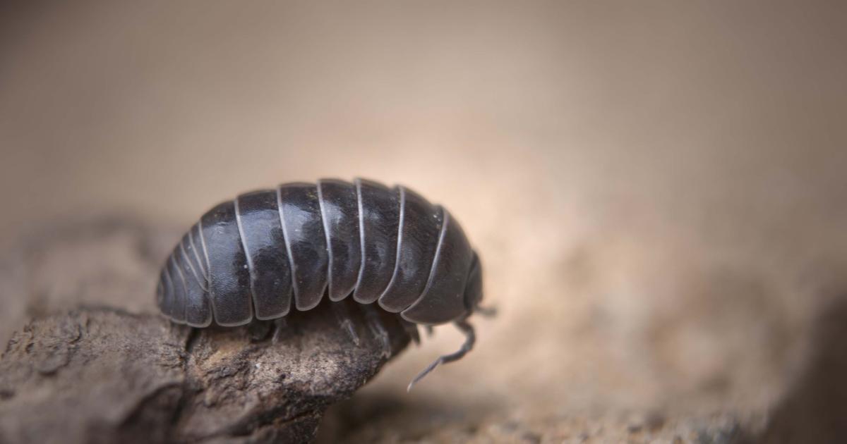 Researchers give robots roly-polies for palms