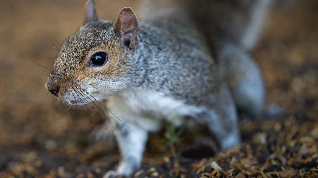 Scientists design and style contraceptives to restrict grey squirrels