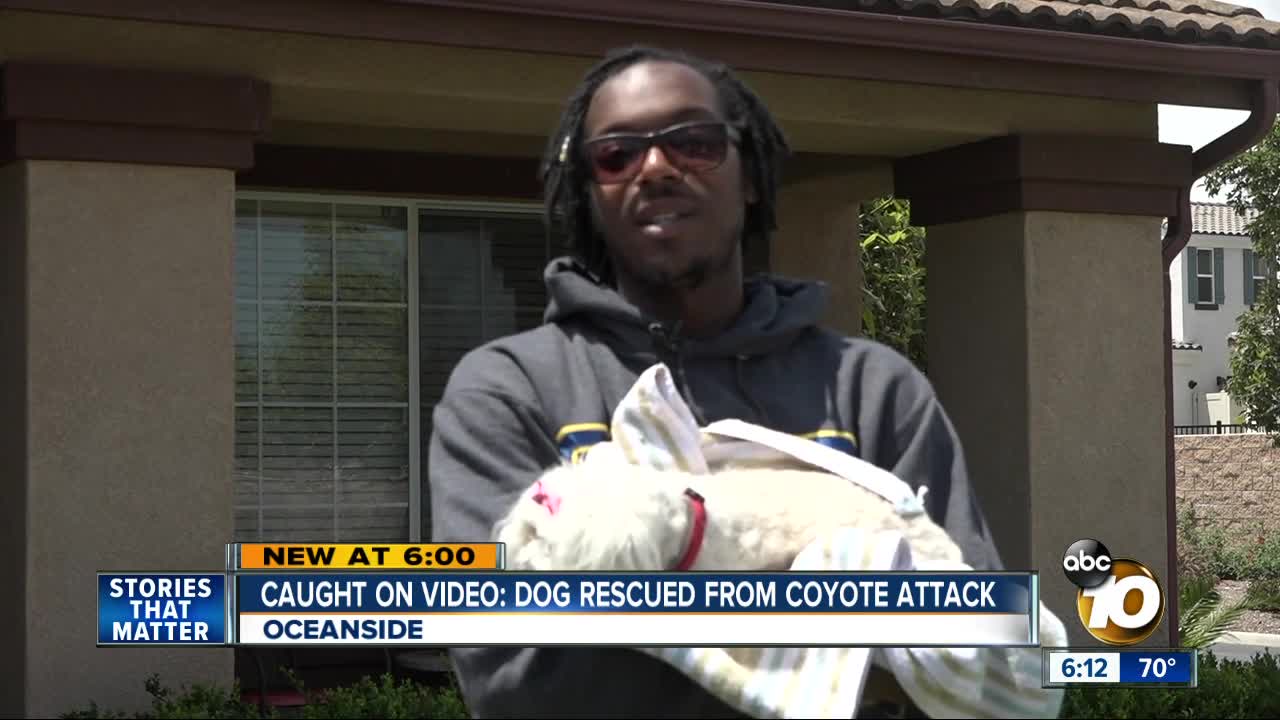 Oceanside man saves Maltipoo from coyote [Video]