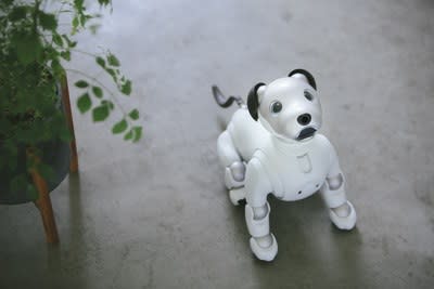 dalmatian robot dog