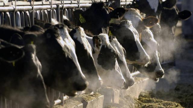 Bird flu outbreak appears to be spreading through dairy cows in US