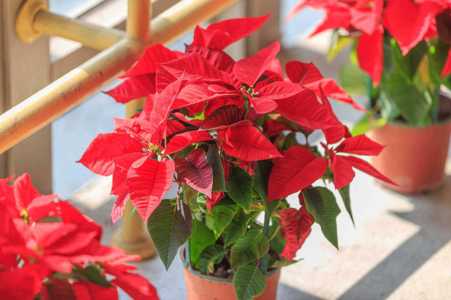 10 Christmas plants to make your home instantly festive