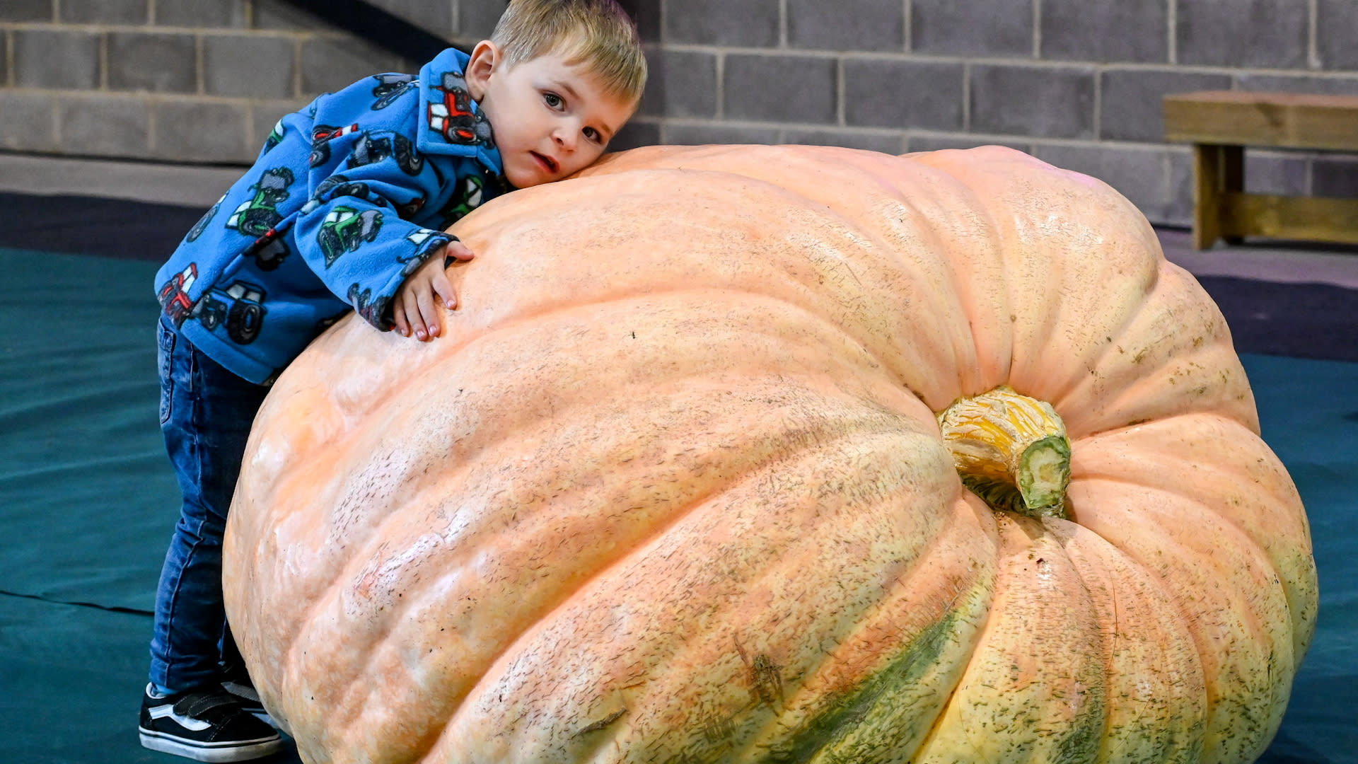 Giant veg on display at the Malvern Autumn Show