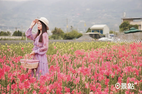 金魚草花海繽紛美拍薰衣草秘境春日必賞 新聞 Yahoo奇摩行動版