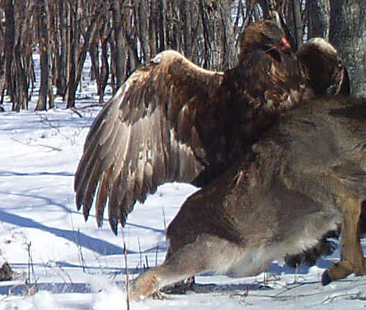 Cameras Capture Eagle Killing Deer In Russia