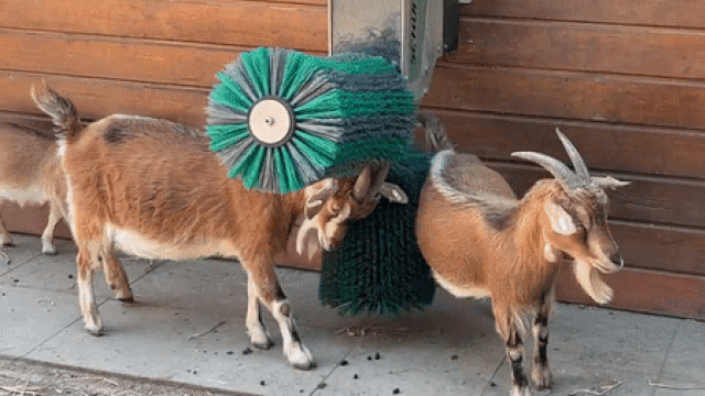 baby goat gif tumblr