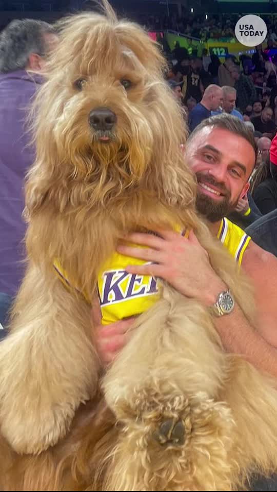 Brodie the Goldendoodle balls courtside with celebs at Los Angeles Lakers game