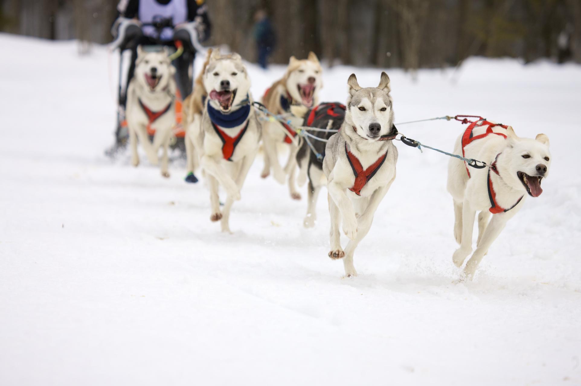 Disney's next film to be based on true heroic tale of sled dog and driver