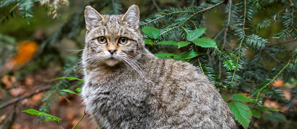 Le Chat Forestier D Europe Colonise L Herault