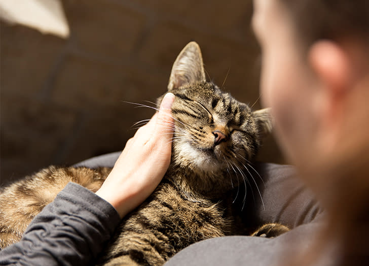 The 11 Most Affectionate Cat Breeds (Yes, They Do Exist)