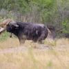 Un búfalo se libra de un león de una manera de lo más ingeniosa