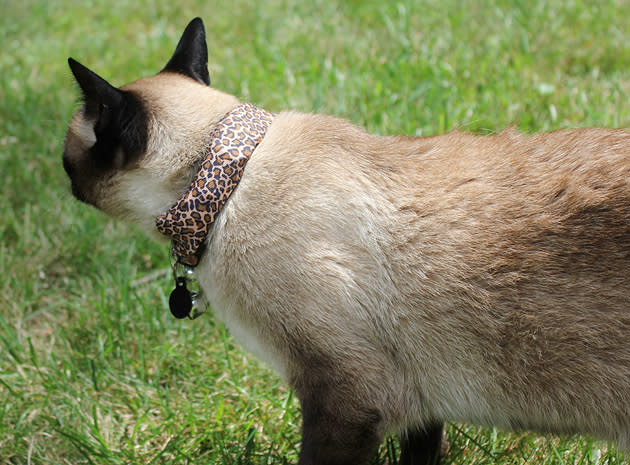 Smart collar turns your cat into a WiFi hacking weapon