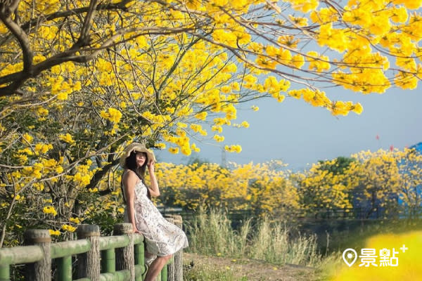 免人擠人花道 整排黃花風鈴木花海美拍秘境