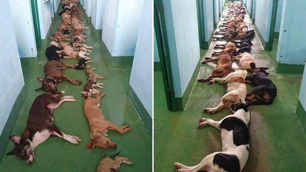 Heartbreaking photo shows how many dogs are euthanised at one shelter a day