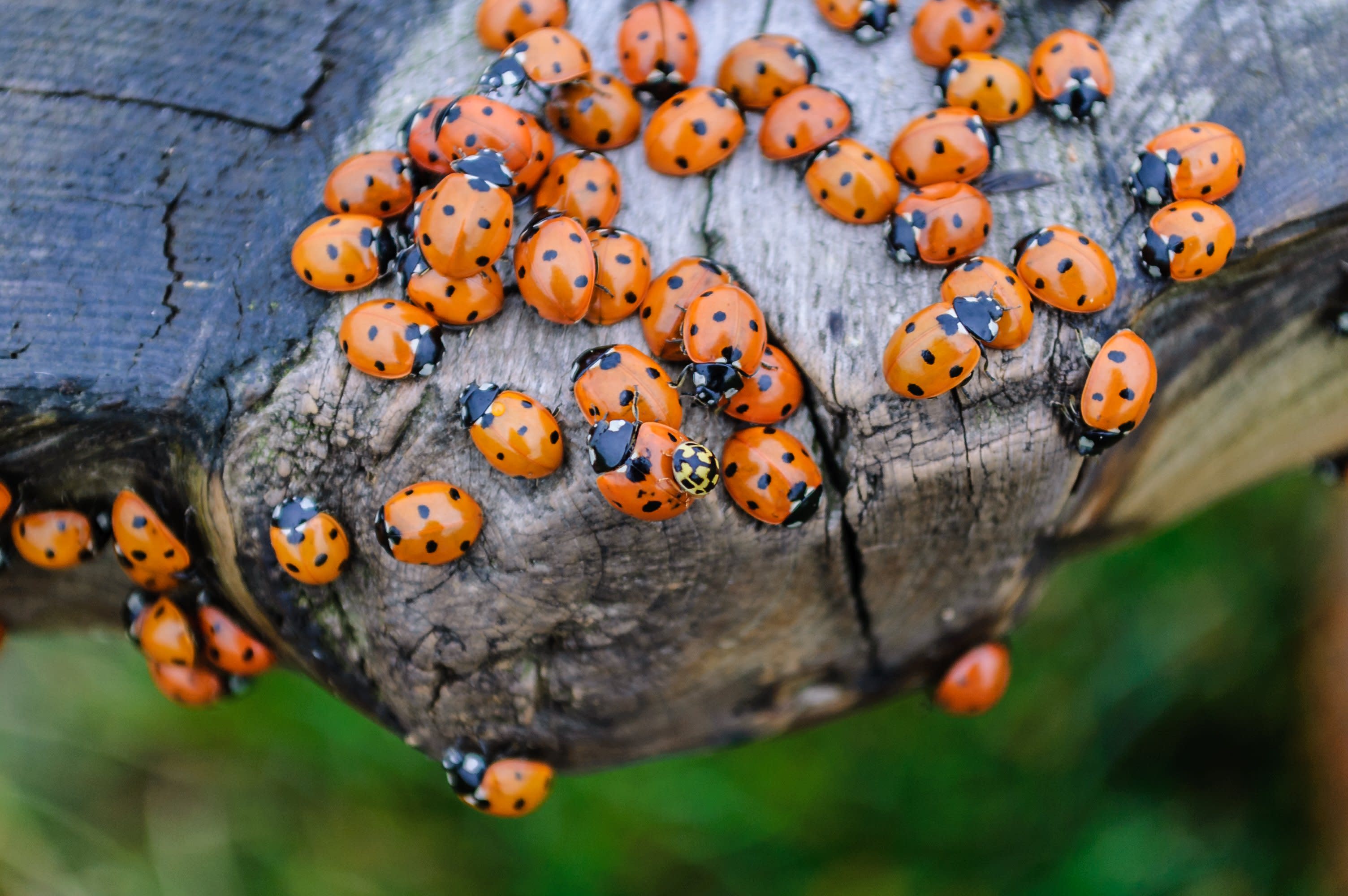 A Ladybug Swarm in California Was Big Enough to Show Up on Weather Radar