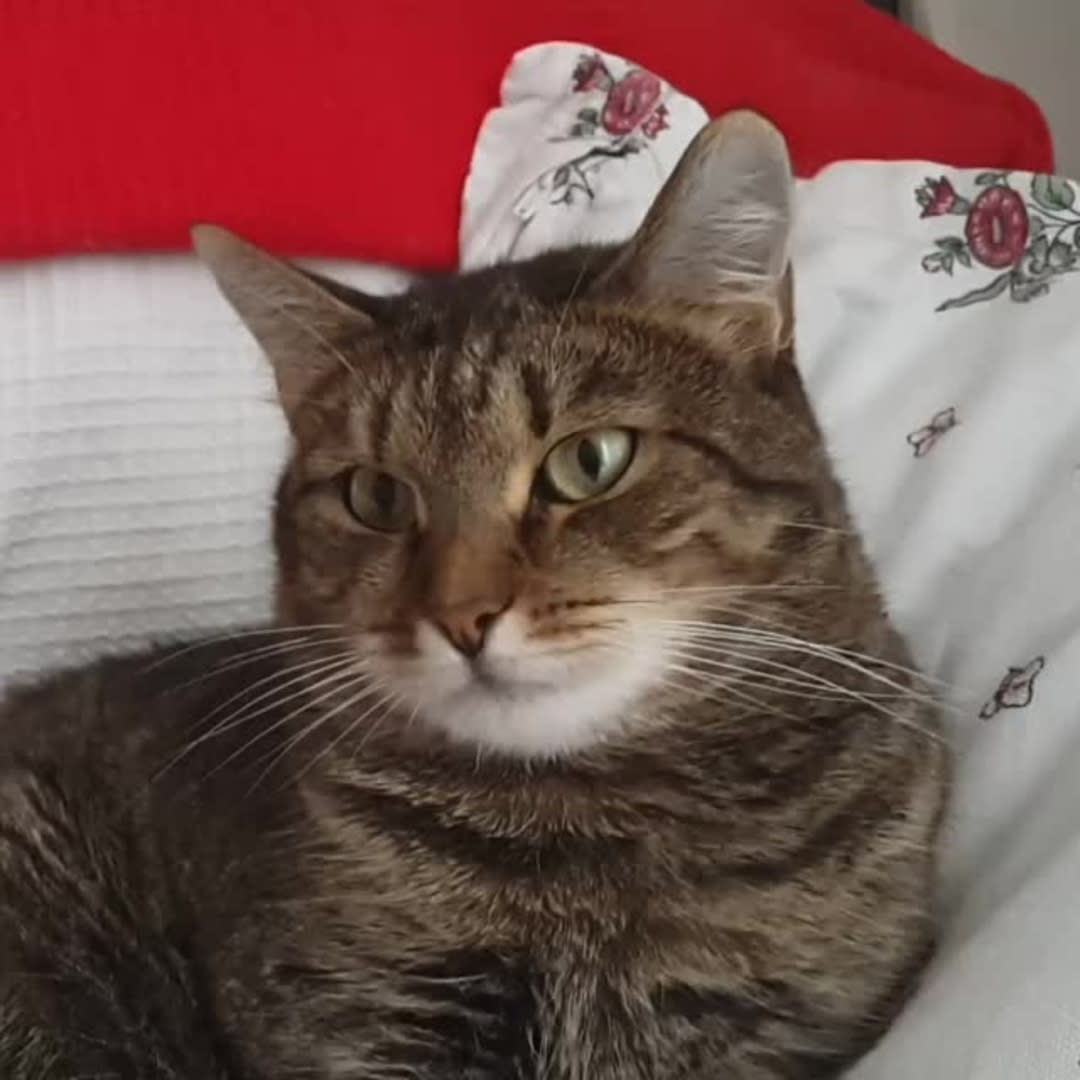 Cat Freaks Out When Flower Gets Put On Head Video