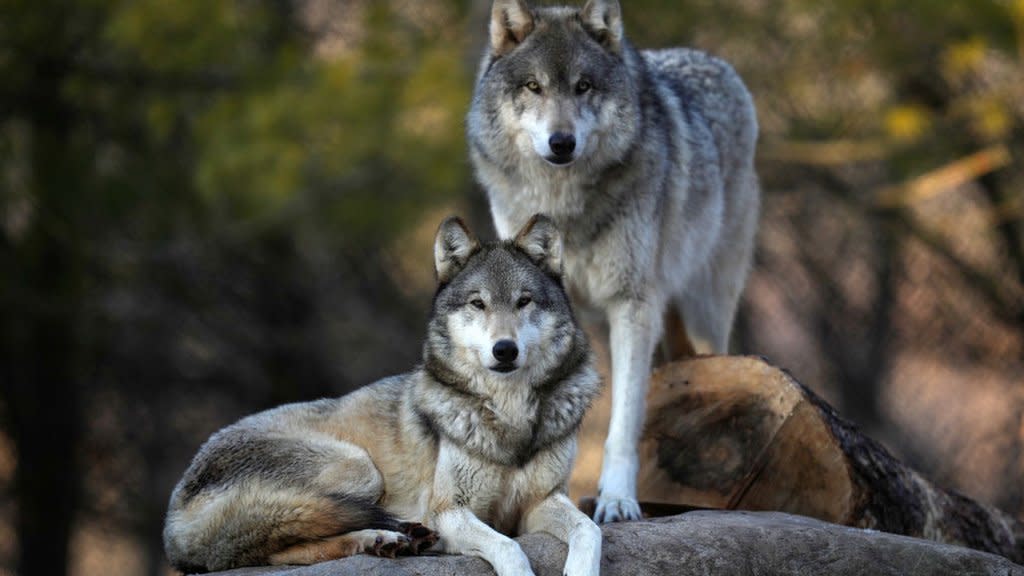 Ms wolf. Волк 400кб. 10 Летний красивый редкий волк. Wolf Grey цвет. Ashkii Wolf.