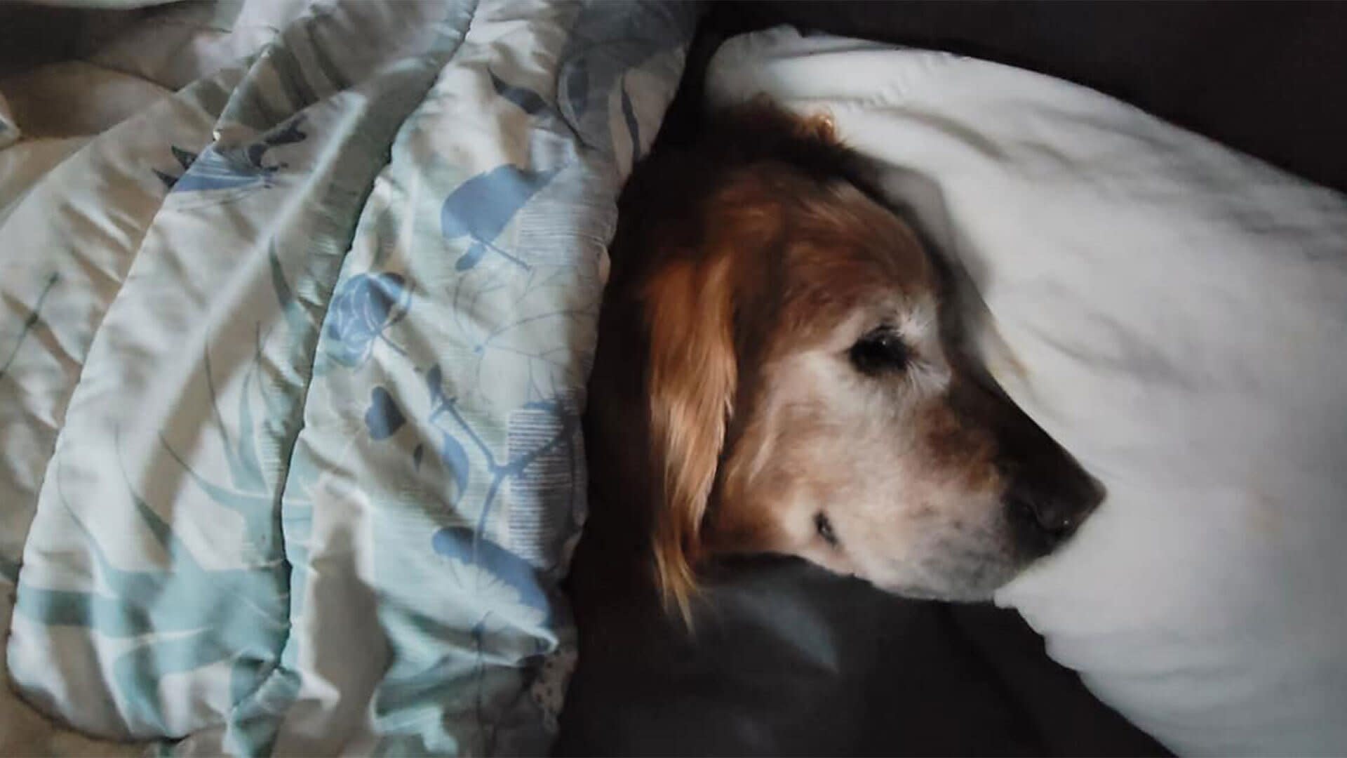 Island Community Bands Together To Find And Rescue Senior Golden Retriever Missing For 5 Days