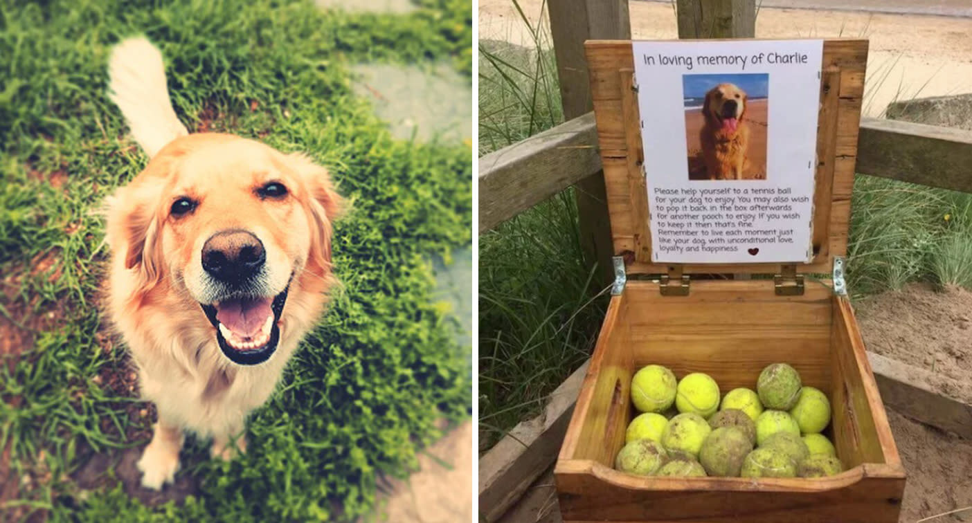 another box of dogs