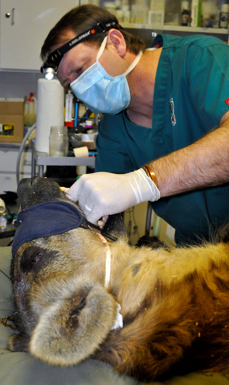 african safari dentist