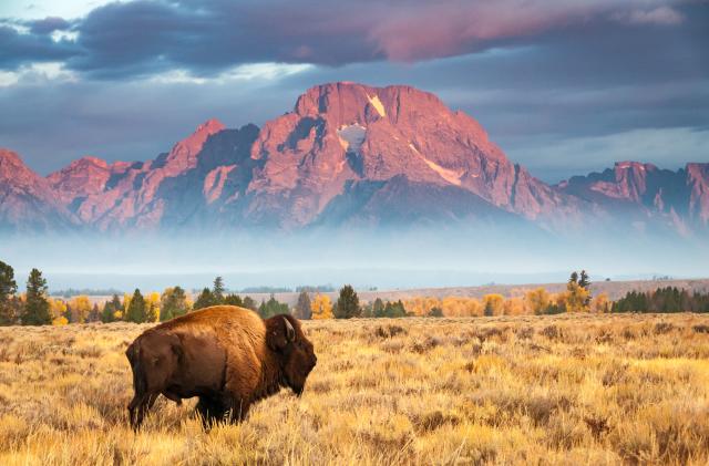 A bison stands in front of Mount Moran, north of Jackson Hole Wyoming