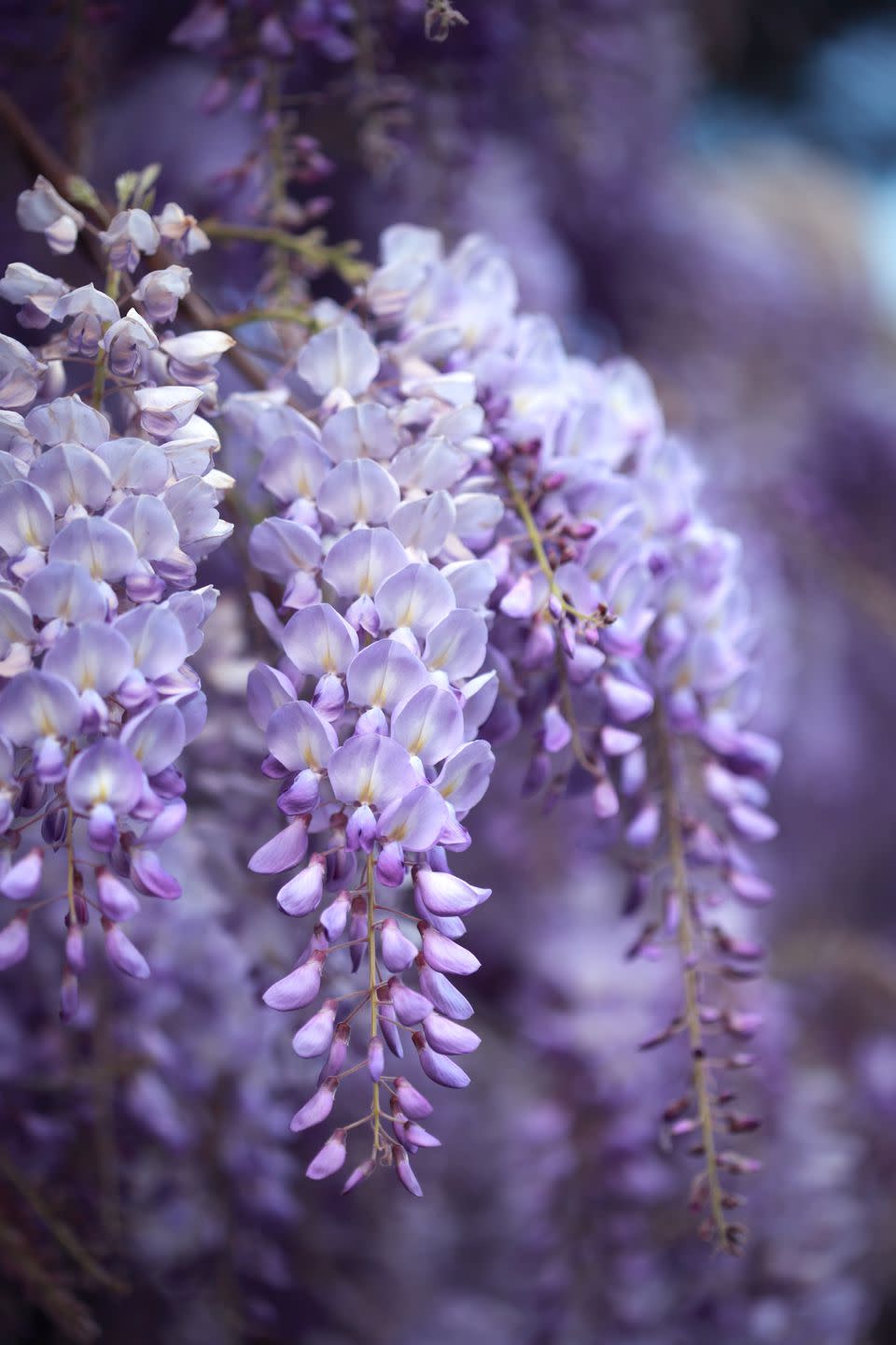 Are Purple Lilacs Poisonous To Cats