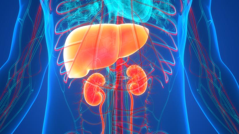 3D Illustration Concept of Human Internal Organs Liver with Urinary System Anatomy