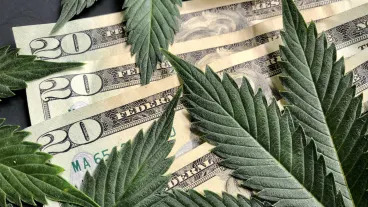 How cannabis stocks can win big with new policy changes