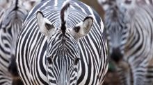 Pet zebra shot and killed by owner in Florida after escaping