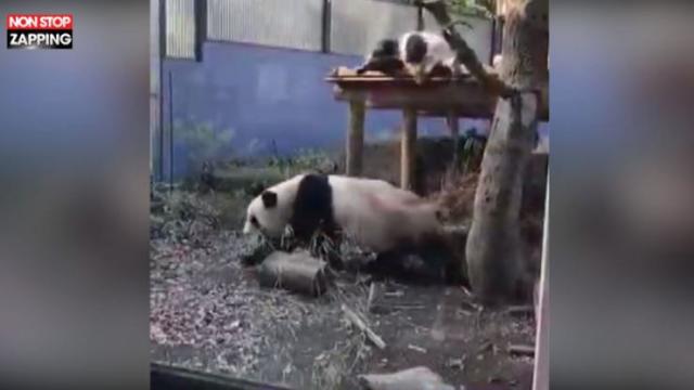 Un Bebe Panda Tombe Et Fait Peur A Sa Mere Video