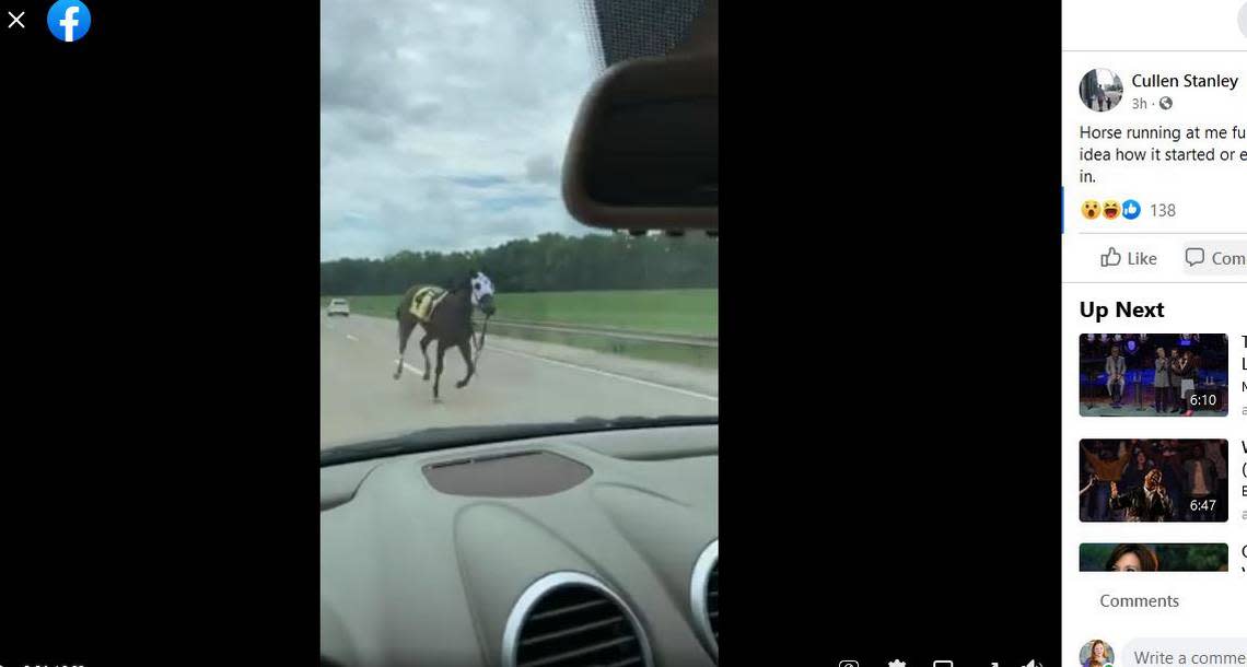 Racehorse bucks jockey, escapes Ellis Park, takes a run in traffic