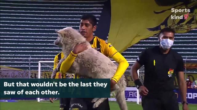 Dog interrupts soccer game, adopted by athlete