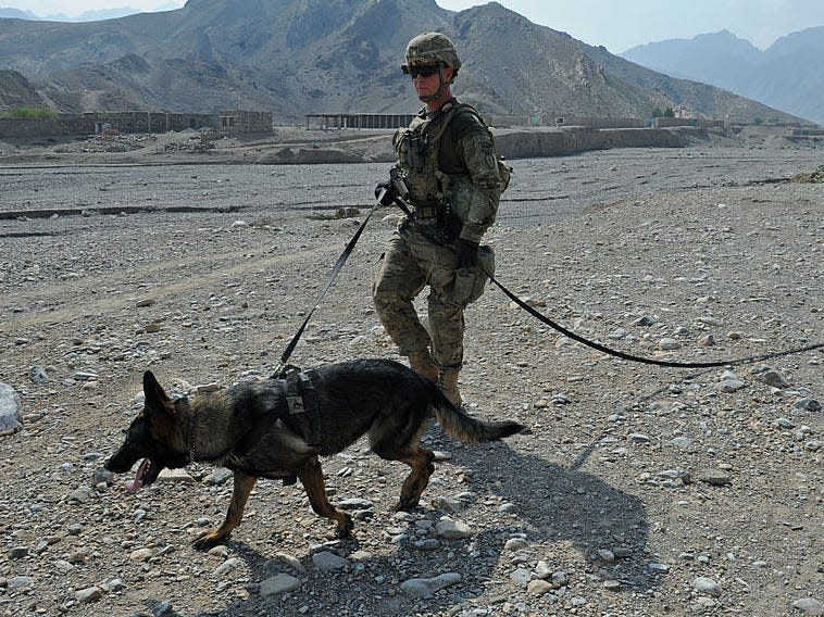 US military says it did not leave working dogs behind at airport in Kabul after ..