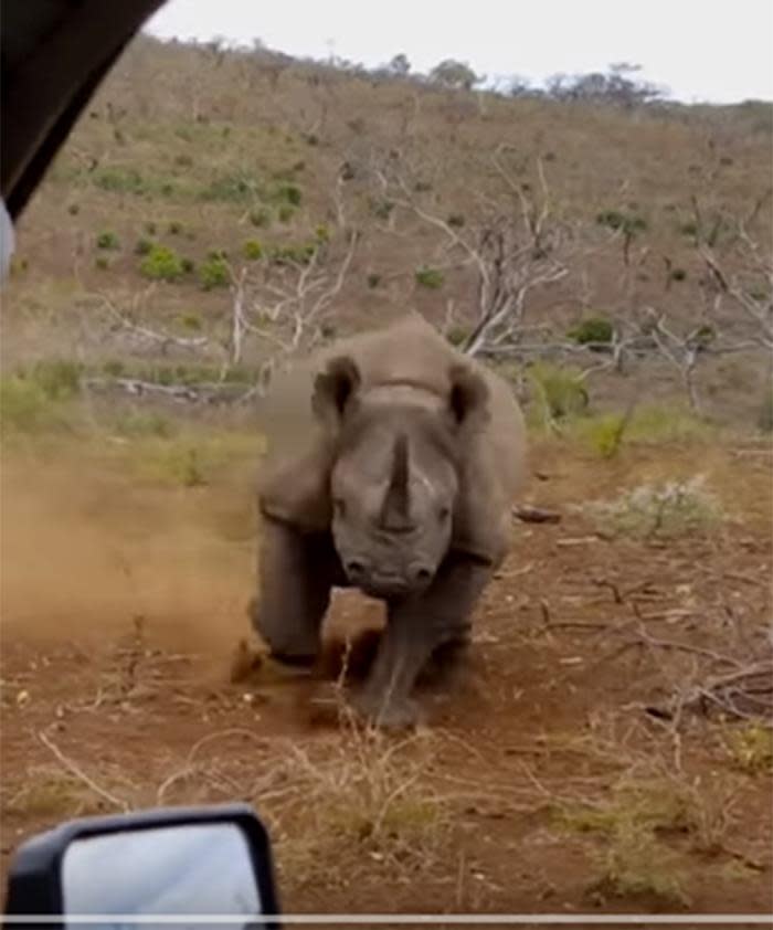 safari tourist chased by rhino