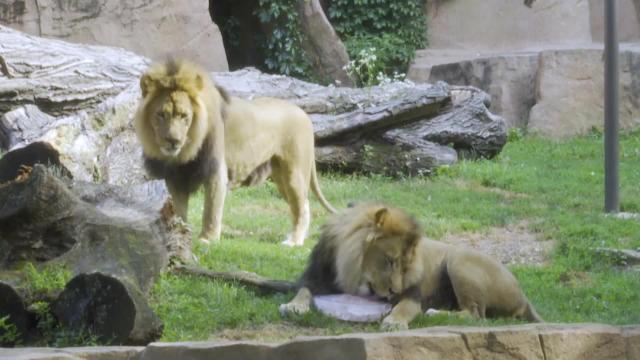 Brookfield Zoo Animals Receive Iced Treats To Cool Down In Heat