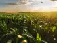 Agriculture ETFs Harvesting Big Gains in 2024