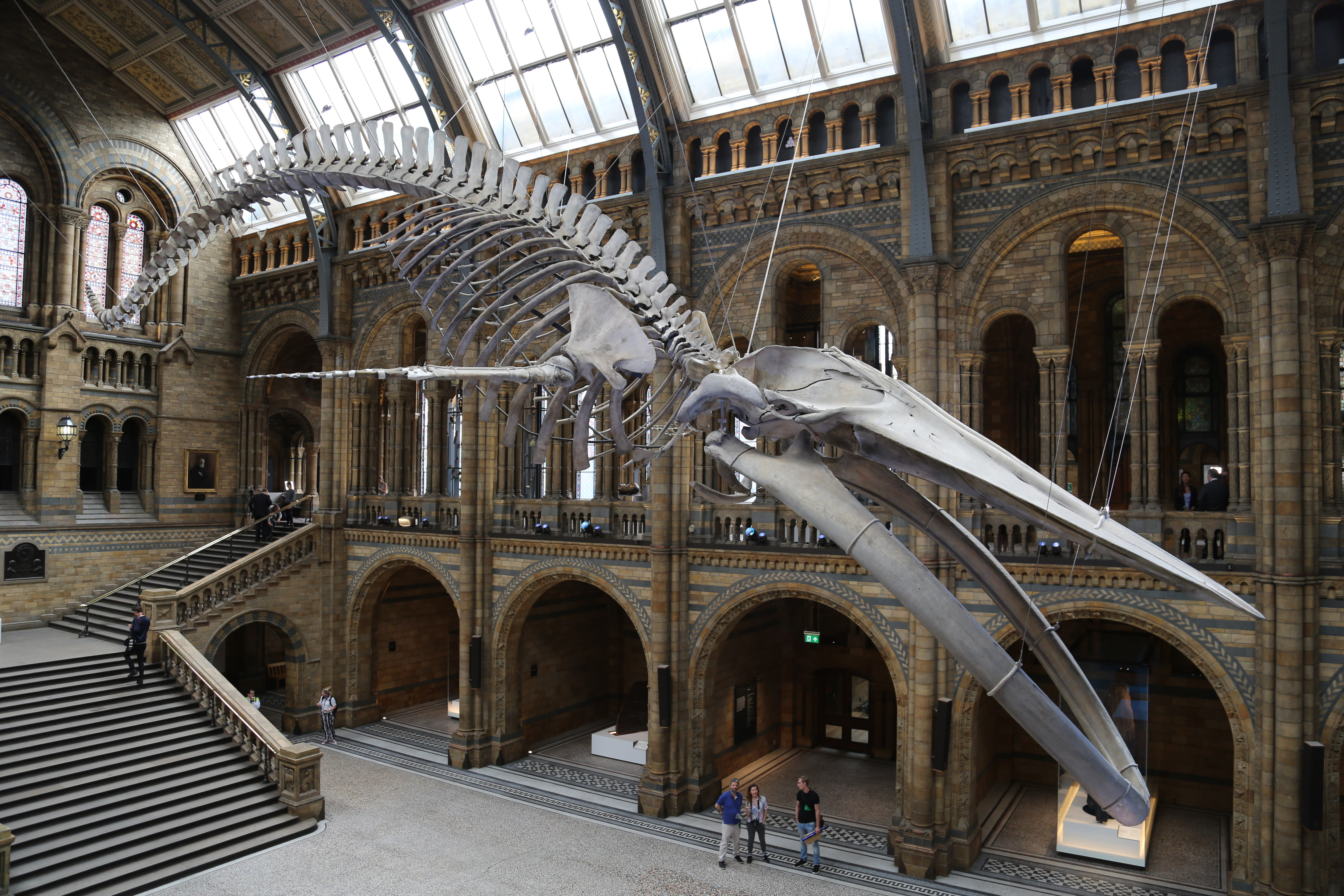 museum of natural history whale