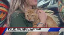 Pet of the Week: Garfield