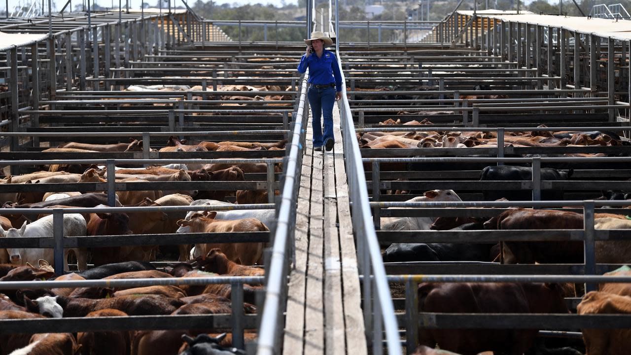 Wagyu helps AACo offset drought, flood hit - Yahoo Finance Australia