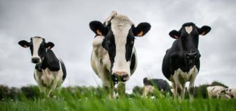 
Most UK dairy farms ignoring pollution rules as manure spews into rivers