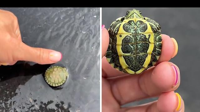 The Littlest Turtle