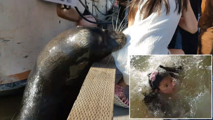 Terrifying Video Shows Sea Lion Dragging Young Girl Into Water