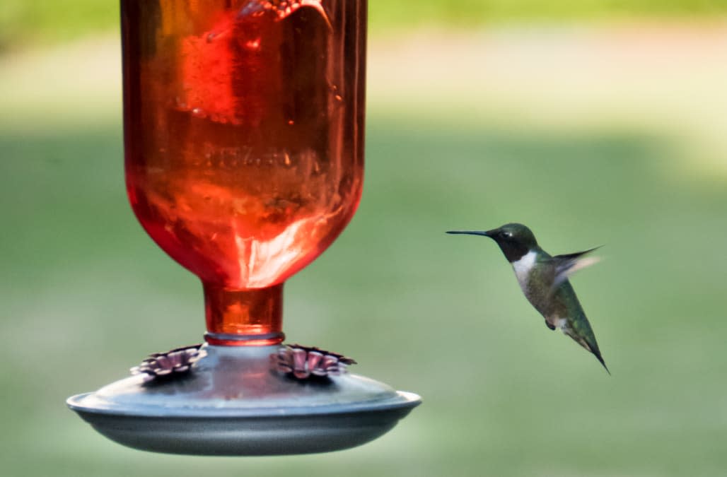 An easy hummingbird food recipe for bringing more to your garden