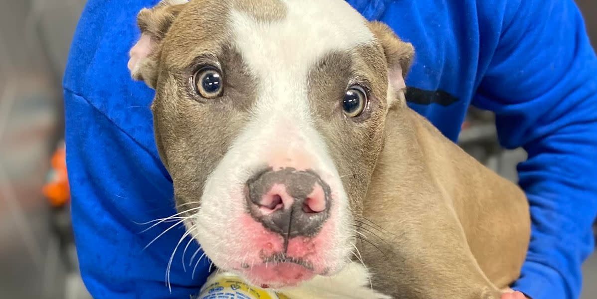 Dog Rescued From Cage Thrown Into River Finds New Home: 'He Still Loves People'