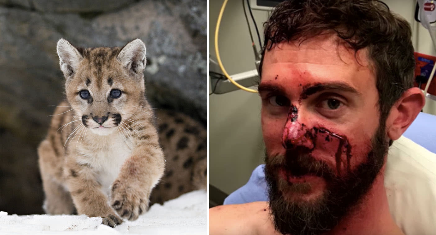 Man Strangles Mountain Lion Kitten